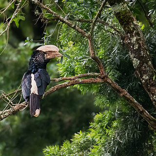 Bale Mountains - Harenna - Silvery cheecked hornbill